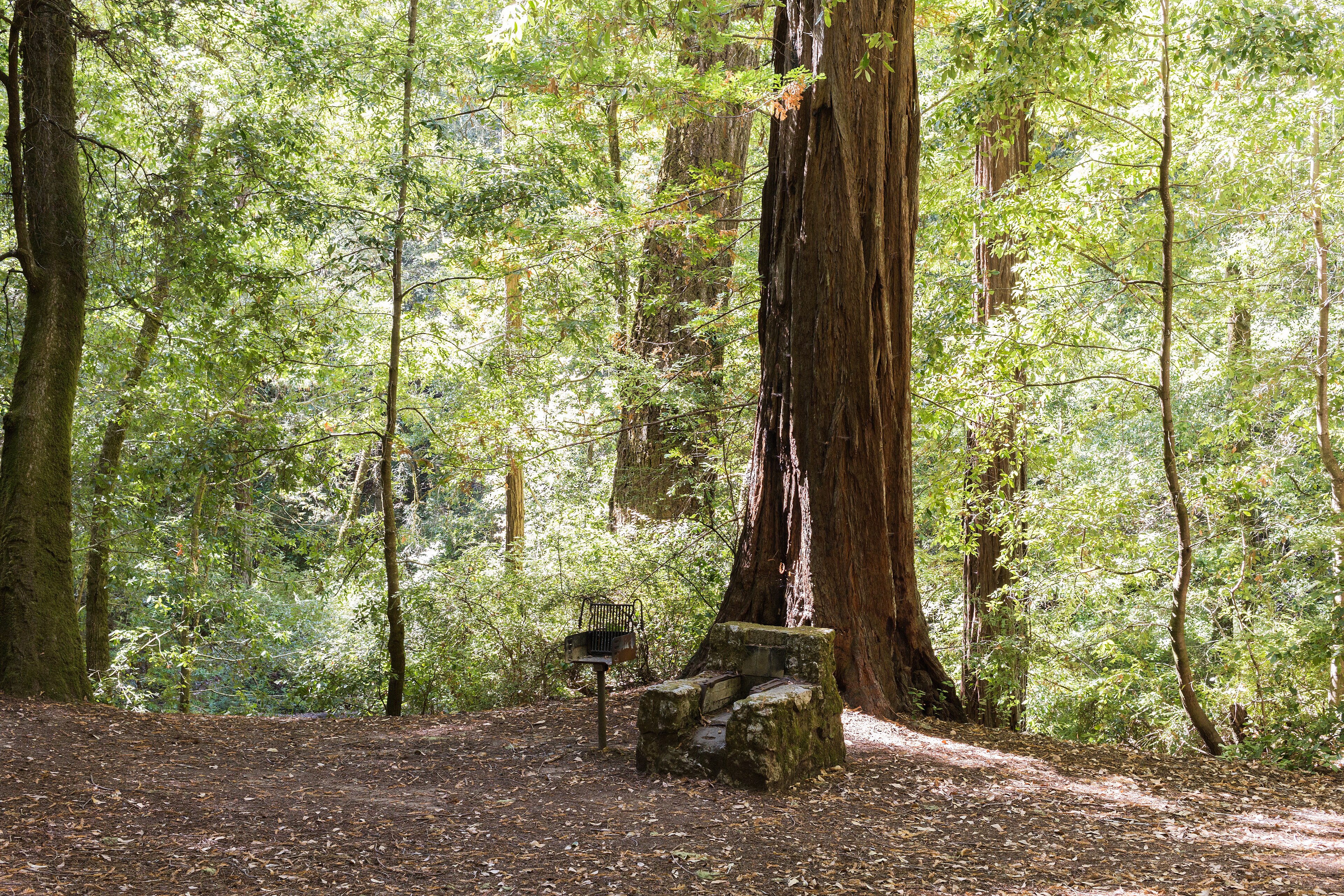 Big Basin Burned to the Ground and the Redwoods Came Back From Their Own Trunks