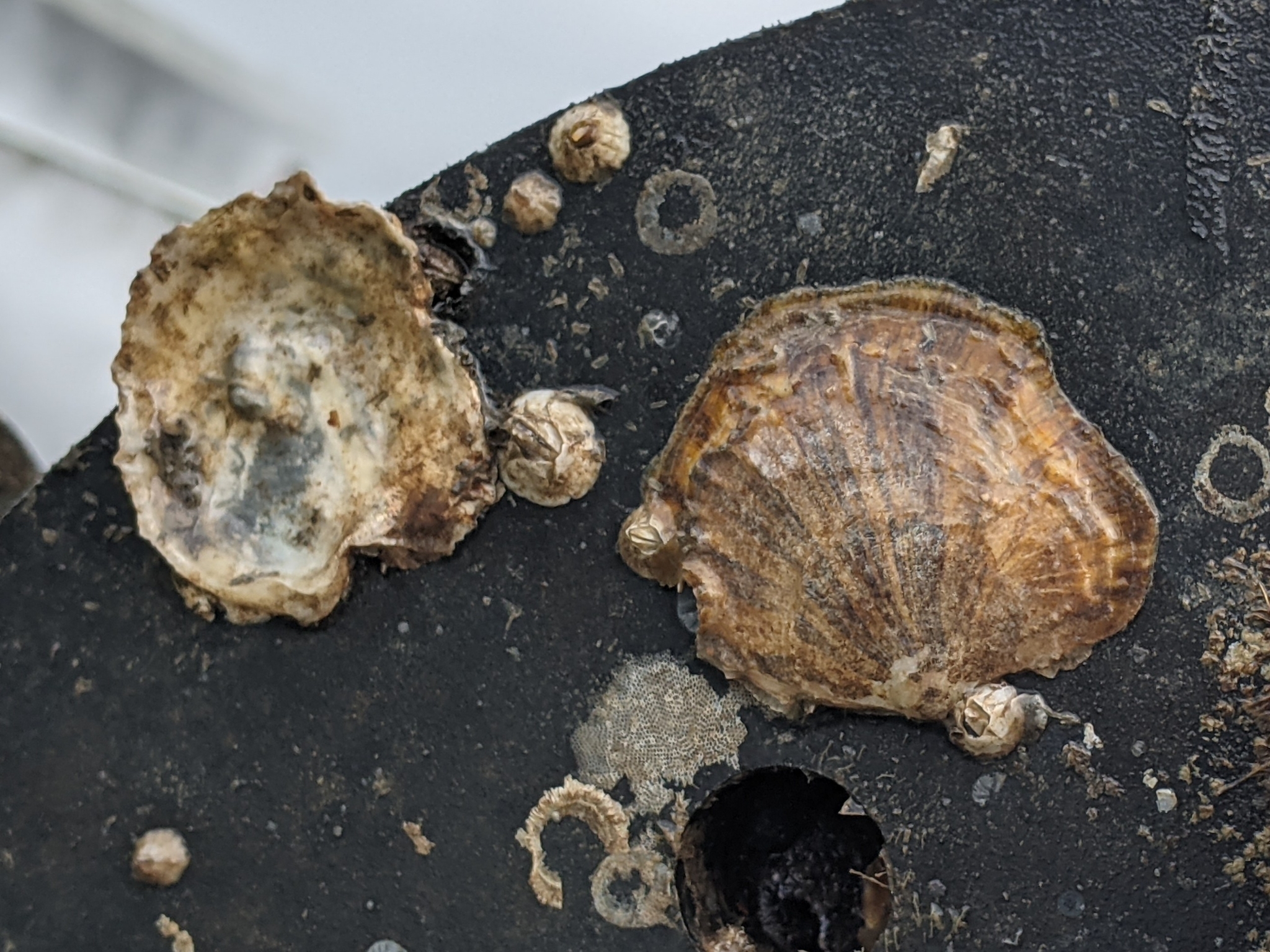 The Only Oyster Native Here Is Down to Four Percent