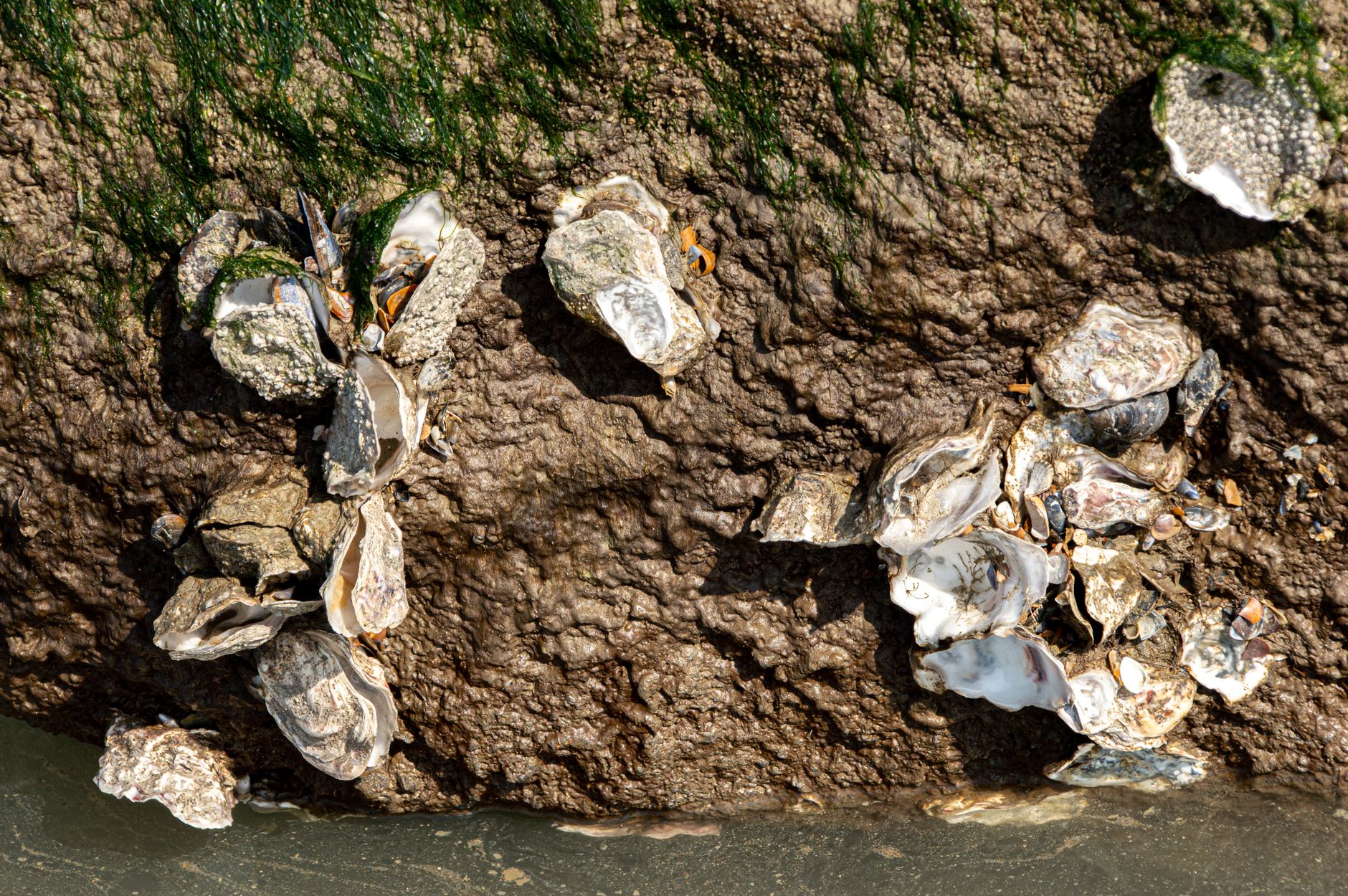 You May Not Carry a Whole Oyster Off the Beach