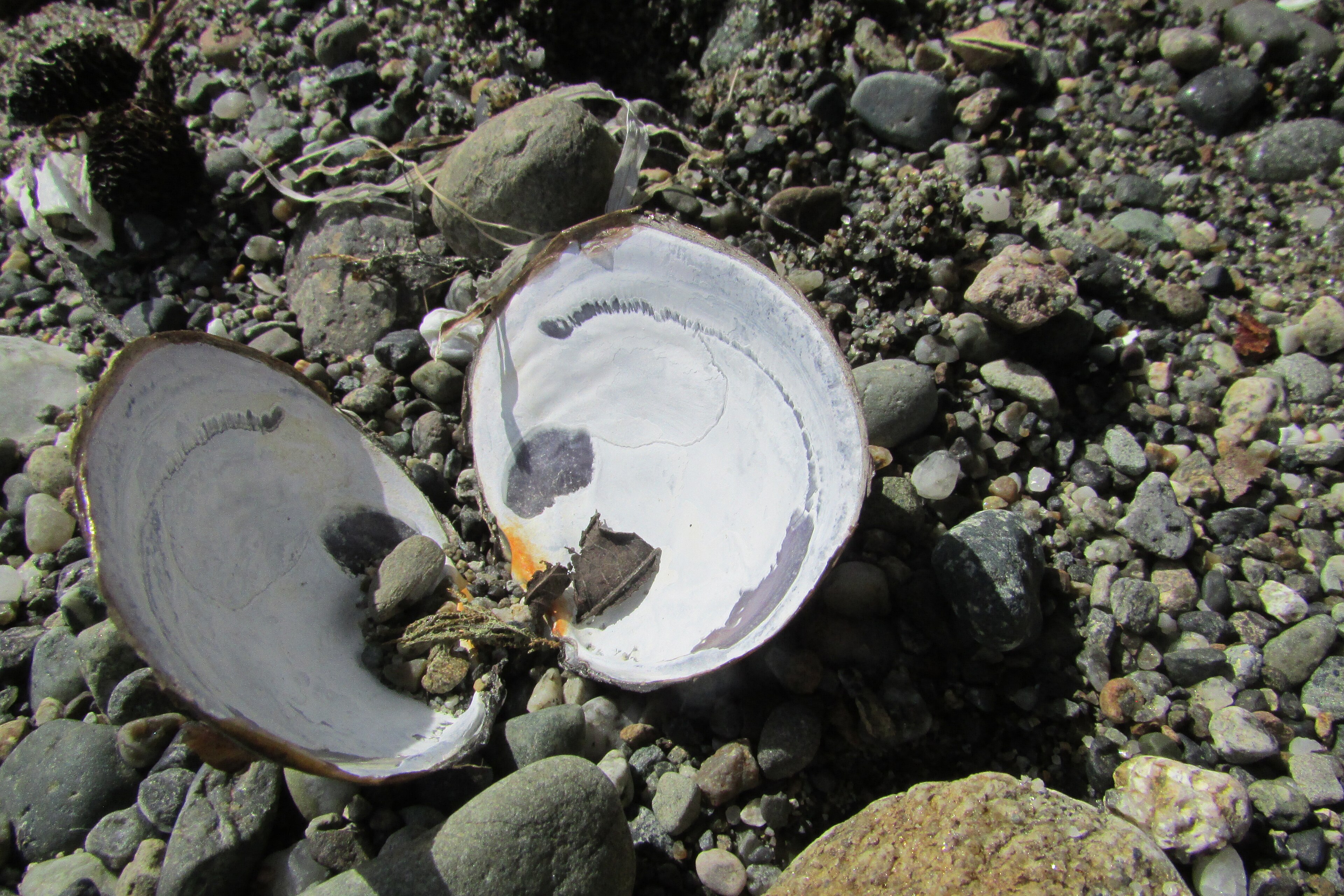 Seventy-Two Clams a Day, and Nobody Digs Them