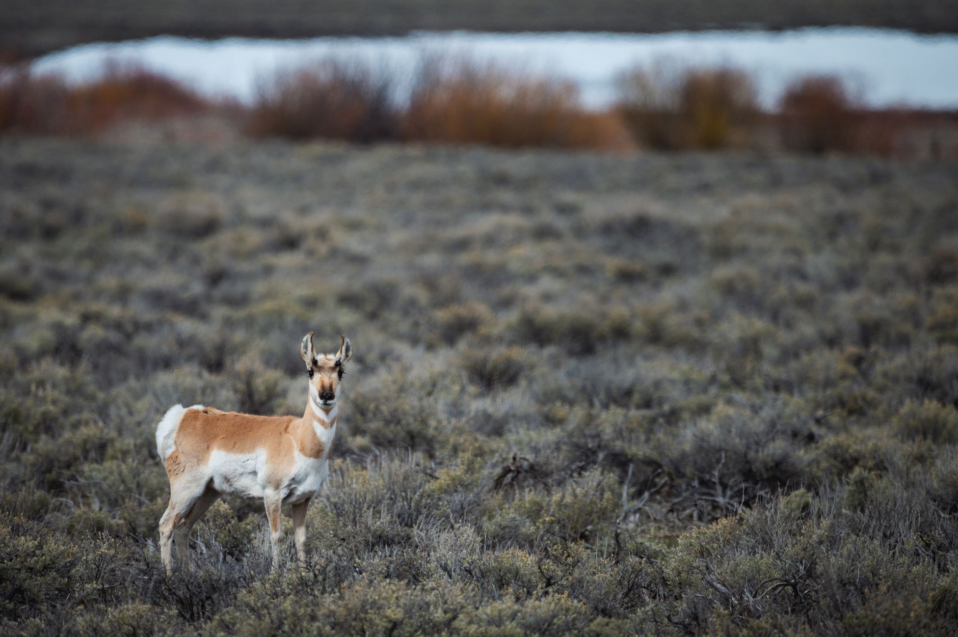 State Trust Lands: Millions of Public Acres That Are Not Quite Public